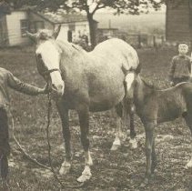 ph 21155 pony & colt