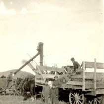 ph 21159 threshing by combine