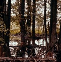 1038 swamp 7 Aug. 1960