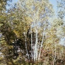 1085 birch trees