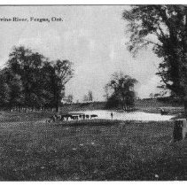ph 14069  Cattle drinking, 1912