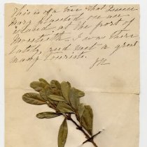 pg 47: piece of Queen Mary's tree