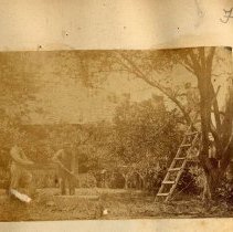 pg 50: Gardening, Fergus.