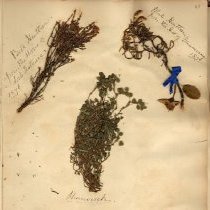 pg 47: Pressed plants