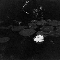 Waterlillies in Temagami, photograph, ca. 1900.