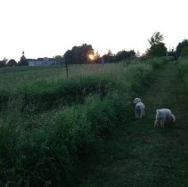 ph 24235 dogs on trail