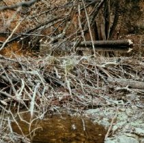 3534 beaver dam 1973