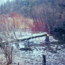 3535 beaver-chewed trees 1973