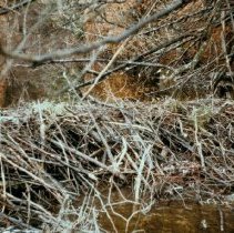 3536 beaver dam 1973