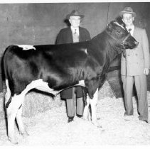 Harvey Ham and another man standing behind a Holstein Freisen cow,