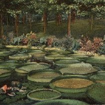 Lily Pond, Minnesota, 1907.