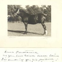 ph 16005: horse, Galt, 1937.
