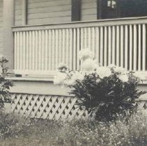 ph 16007: Peonies at Cedarbrook, June 1913.