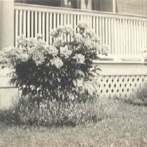 ph 16009: Peonies at Cedarbrook, June 1913.