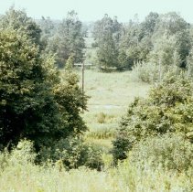 624 trees & hydro pole