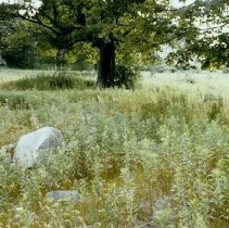 628 trees & rock in field