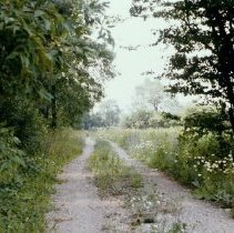 629 laneway with flowers