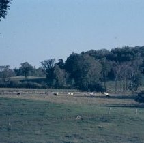 4868 grazing cattle 1964
