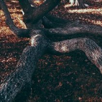 3083 branch on ground