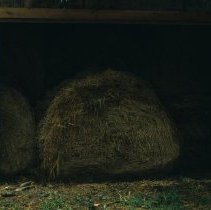 ph 17084 Round hay bales in shed in Eramosa Twp., July 1988.