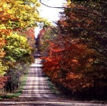 ph 17088 Fall trees down gravel road on Nichol-Eramosa Townline, 2 Oct. 199