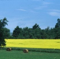 ph 17096 Round hay bales and yellow canola field, Erin Twp., 14 July 1996.
