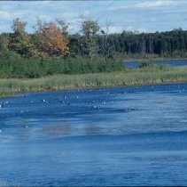 ph 17104 Damascus Lake, West Luther Twp., Oct. 1994.
