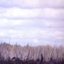 ph 17107a Egrets on Damascus Lake, Luther Marsh, West Luther Twp., Oct. 199