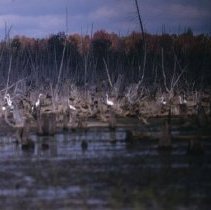 ph 17107b Egrets on Damascus Lake, Luther Marsh, West Luther Twp., Oct. 199