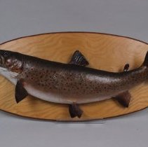 .02 Female Trout, Front view