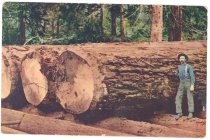 Mitchell 1584. Giant Fir Logs Ready for the Mill.