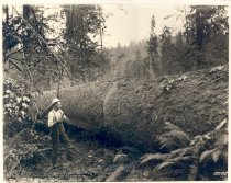 Darius Kinsey A47. Finishing strokes on this 7 ft spruce log were made from beneath log with saw upside down.