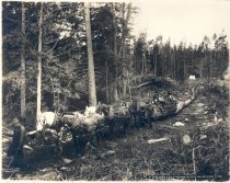 Darius Kinsey 58. Six Horses Hauling a Turn of Logs Nearly Two Blocks Long.