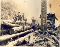 C Kinsey Photo 39. Schafer Bros Log Co Camp 3. Yarder beside spar tree and loggers.