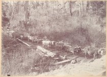 Kinsey and Kinsey 731. Logging scene in Washington near Lake McMurray. 1896.