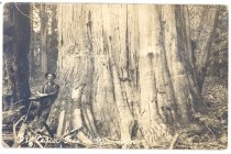 Big Cedar Tree in Washington.