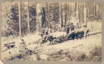 Pd.1060.0009.oxen Logging