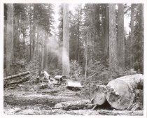 Po.045.3309.pre-logging June 1955