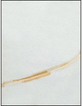 951.2021. 1973 Mount Si High School Tenas Coma Yearbook-156