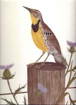 Meadowlark