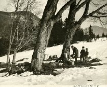 Gathering Sap On The Edge Of A Maple Forest Near Jackson, NH
