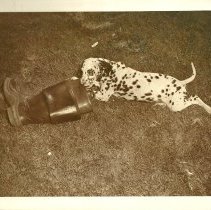 "Lighter" the fire dog