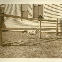 fire station dog "Lighter"