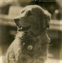 Gleason Hooper's dog Sandy with badge