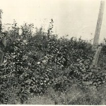 Spurwink Indian gravesite