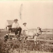 Herbert Payson's children in goat cart