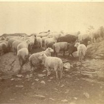 Sheep in pasture, Deering