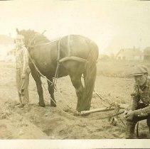 Al Wilkes helping plow, circa 1940