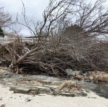 Storm damage - January 2024