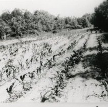 Tobacco Fields_1